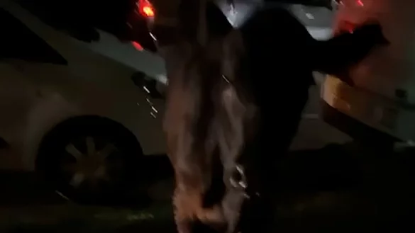 Dieses Standbild aus einem Video zeigt die entlaufende Kuh. Zwei Mal wurde sie von einem Polizeiwagen gerammt. - &copy; Kai Bennetts/PA Media/dpa