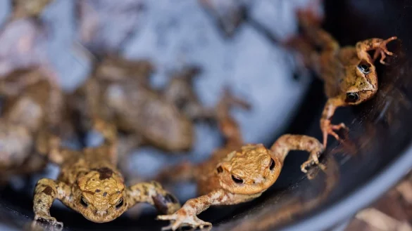 Erdkr&ouml;ten hocken in einem Eimer vor einem Fangzaun zwischen einem Wald und einer Stra&szlig;e. - &copy; Rolf Vennenbernd/dpa