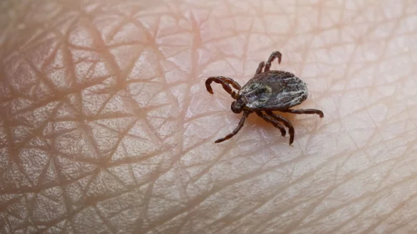 Unerw&uuml;nschte Begegnung: Wer viel drau&szlig;en unterwegs ist, kann den Kontakt mit Zecken nicht immer vermeiden. Schutz bieten etwa lange Hosenbeine. - &copy; Marijan Murat/dpa