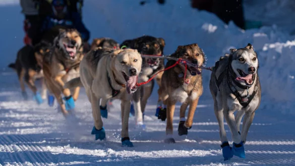 Die Hunde des Teams von Riley Dyche beim Start des Iditarod-Hundeschlittenrennens in Anchorage. - &copy; Loren Holmes/Anchorage Daily News via AP/dpa