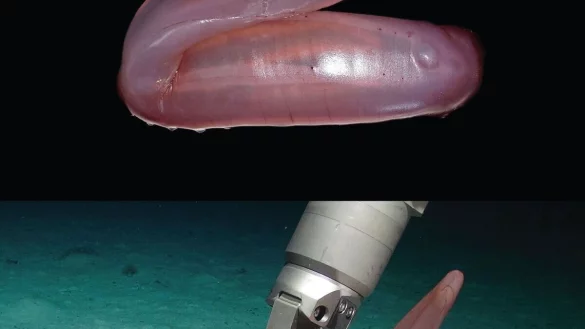 Die pinke Seegurke Psychropotes buglossa wurde nun als eigene Art beschrieben. - &copy; Amanda Serpell-Stevens/Senckenberg Gesellschaft f&uuml;r Naturforschung/dpa