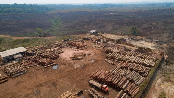 Weltweit sind im vergangenen Jahr einem Bericht zufolge rund 3,7 Millionen Hektar tropischer Urwald zerst&ouml;rt worden (Archivbild). - &copy; Andre Penner/AP/dpa