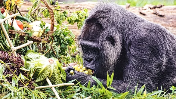 Gorilla Fatou feiert ihren 67. Geburtstag im Zoo Berlin. - &copy; Paul Zinken/dpa