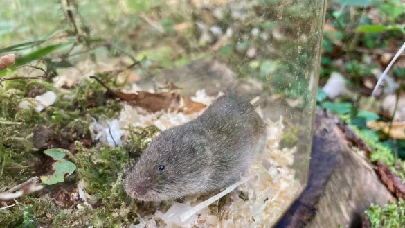 Eine Bayerische Kurzohrmaus (Microtus bavaricus) sitzt in einer Lebendfalle. - &copy; David Stille/Bayerisches Landesamt f&uuml;r Umwelt/dpa