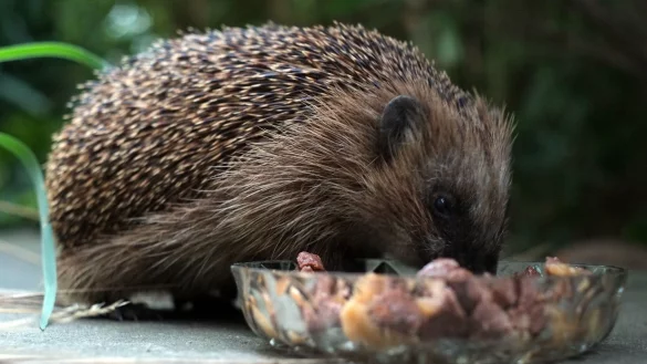Unterst&uuml;tzung vom Gartenbesitzer: Igel vertragen am besten Feucht- und Trockenfutter f&uuml;r Katzen mit hohem Fleischanteil. - &copy; Peter Steffen/dpa