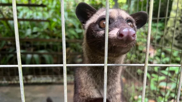 Eine junge Schleichkatze in ihrem K&auml;fig in einem Kaffeegarten f&uuml;r Touristen auf Bali. Die Tiere werden eingesperrt, um Luwak Coffee (Kopi Luwak) zu produzieren, den wohl teuersten Kaffee der Welt. - &copy; Carola Frentzen/dpa