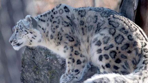 Auf der Roten Liste der Weltnaturschutzunion als &laquo;gef&auml;hrdet&raquo; gelistet: der Schneeleopard. - &copy; Marijan Murat/dpa