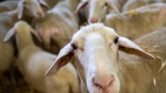In Nordrhein-Westfalen breitet sich die Blauzungenkrankheit unter Schafen und K&uuml;hen weiter aus. Der Rhein-Sieg-Kreis meldet weitere F&auml;lle. (Foto Archiv) - &copy; Peter Kneffel/dpa