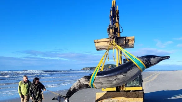 &Uuml;ber den Bahamonde-Schnabelwal ist so gut wie nichts bekannt. - &copy; Uncredited/NEW ZEALAND DEPARTMENT OF CONSERVATION//dpa