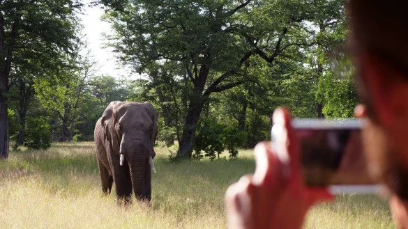 Begehrtes Fotomotiv auf Safari: ein Elefant im Liwonde National Park. - &copy; Julian Hilgers/dpa-tmn/dpa