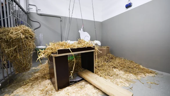 Kaninchen geh&ouml;ren nach M&auml;usen, Fischen und Ratten zu den h&auml;ufigsten Versuchstieren. - &copy; Christian Charisius/dpa