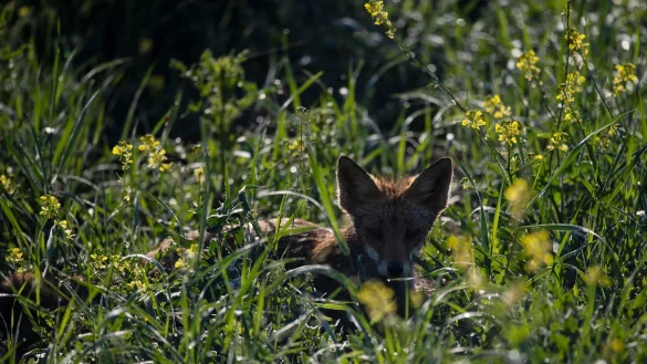 Nanu, wer bist du? Der Anblick eines Fuchses ist f&uuml;r viele immer noch etwas Besonderes. - &copy; Marijan Murat/dpa/dpa-tmn