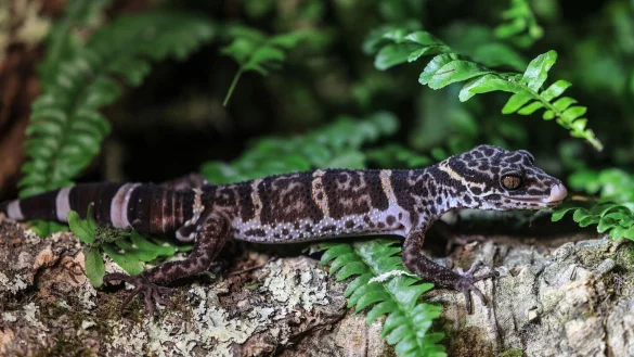Ein Tigergecko sitzt im Zoo in K&ouml;ln auf einem Baumstamm. Der Gecko ist das Zootier des Jahres 2024. - &copy; Oliver Berg/dpa