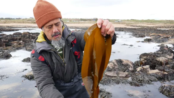 Jayson Byles mit Fingertang, einer Braunalgensorte, die er gleich kochen wird. - &copy; D&ouml;rte Nohrden/dpa-tmn