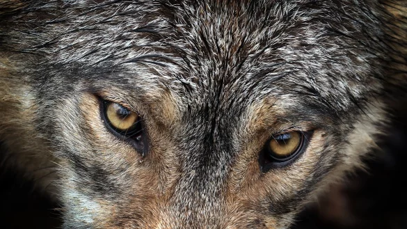 Von Deutschland bis nach Spanien: Forschende wiesen nach, dass ein Wolf eine Strecke von &uuml;ber tausend Kilometer gelaufen ist. (Archivbild/Symbolbild) - &copy; Karl-Josef Hildenbrand/dpa