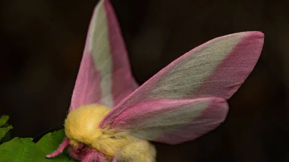 H&uuml;bsch sieht der Falter Dryocampa rubicunda mit seinen zarten Farben und der wilden L&ouml;wenm&auml;hne aus. - &copy; Jeremy Squire/Florida Museum of Natural History/dpa