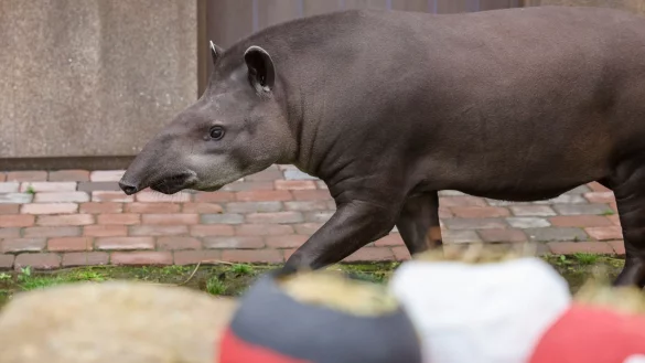 Tapir Theo tippt auf Spanien. - &copy; Christoph Reichwein/dpa