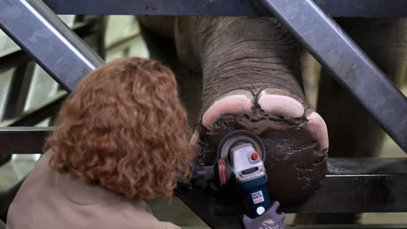 Tierpflegerin Hannah Korres macht eine Fu&szlig;pflege bei der Elefantin Marlar. - &copy; Roberto Pfeil/dpa