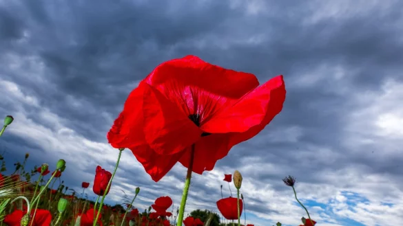 Das Wetter wird mit Schauern und warmen Temperaturen wechselhaft (Archivbild). - &copy; Jens B&uuml;ttner/dpa