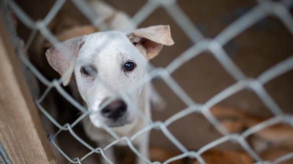 F&uuml;r die Hunde der Farm gibt es jetzt Hoffnung. - &copy; Chris Humphrey/dpa