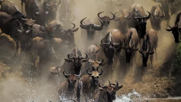 Es ist die einzige verbleibende gro&szlig;e Gnu-Wanderung: Jedes Jahr wandern mehr als eine Million Gnus in der ostafrikanischen Savanne zwischen der tansanischen Serengeti und der Masai Mara in Kenia. - &copy; Mogens Trolle/ University of Copenhagen via EurekAlert/dpa