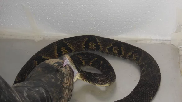 Der brasilianische Biologe Jo&atilde;o Miguel Alves-Nunes tritt mit einem speziell gefertigten Schutzstiefel auf eine Schlange. - &copy; Jo&atilde;o Miguel Alves-Nunes/dpa