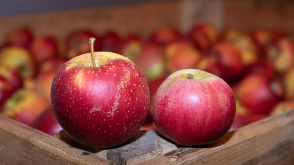 Alte Apfelsorten wie Wellant (l) und Berlepsch (r) haben einen hohen Polyphenolgehalt, was sie zu idealen &laquo;Allergiker-&Auml;pfeln&raquo; macht. - &copy; Sebastian Gollnow/dpa