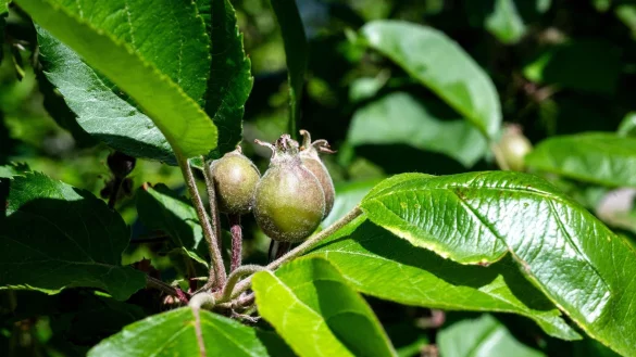 Die K&auml;ltephase im April hat vielen Apfelb&auml;umen zugesetzt. - &copy; Sina Schuldt/dpa