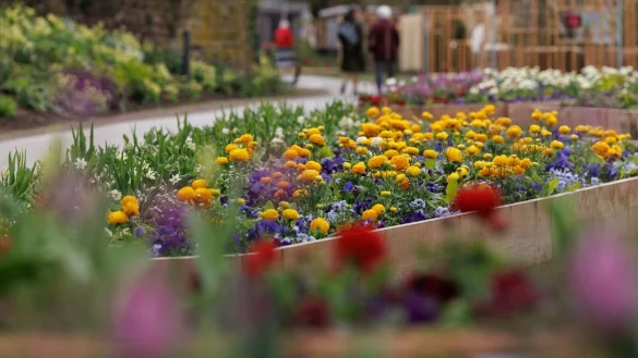 Blumen bl&uuml;hen auf dem Gel&auml;nde der Landesgartenschau 2023 in H&ouml;xter. - &copy; Friso Gentsch/dpa/Archivbild