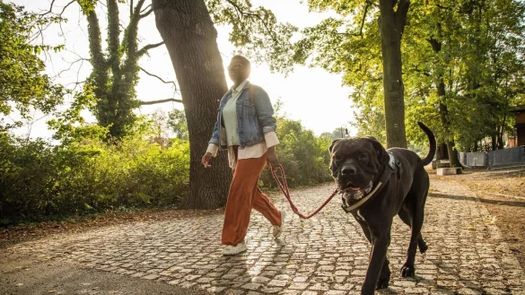 Entspannt an der Leine mitgehen: Das ist keine Frage der Gr&ouml;&szlig;e, wie dieser Hund zeigt. - &copy; Christin Klose/dpa-tmn/dpa