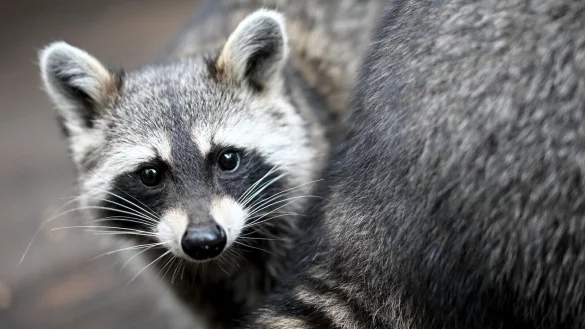 Ein Waschb&auml;r sitzt in seinem Gehege des Vereins &laquo;Hauptsache Waschb&auml;r e.V.&raquo; in Berlin. - &copy; Britta Pedersen/dpa/Symbolbild