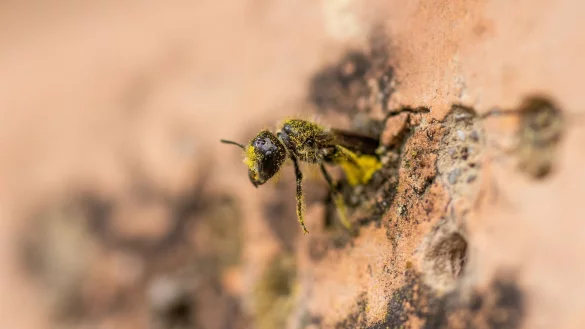 Eine Gemeine L&ouml;cherbiene (Heriades truncorum) schiebt sich r&uuml;ckw&auml;rts in ihr Nestloch an einer steinernen Nisthilfe. - &copy; Christian Lademann/dpa