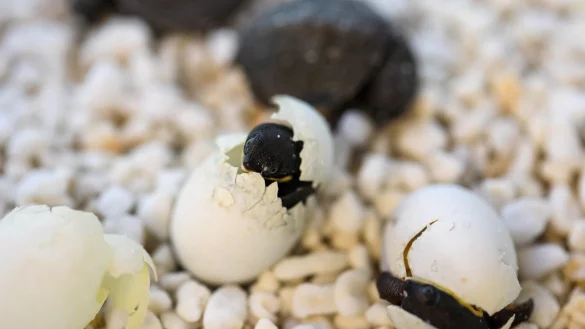 Kurz vor Ostern schl&uuml;pften die ersten Exemplare, wie die Organisation Aussie Ark mitteilte. - &copy; Aussie Ark/Australian Reptile Park/dpa