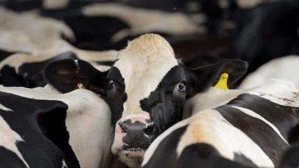 Ende M&auml;rz war das H5N1-Virus erstmals bei Milchk&uuml;hen in den USA entdeckt worden. - &copy; Erik S. Lesser/EPA/dpa