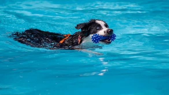 In zahlreichen Freib&auml;dern in NRW k&ouml;nnen Hunde zum Ende der Badesaison im Wasser schwimmen und planschen. (Archivfoto) - &copy; Christoph Reichwein/dpa