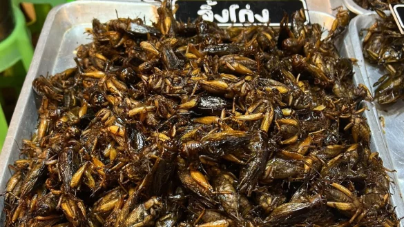 Insekten wie W&uuml;rmer und K&auml;fer geh&ouml;ren in Thailand bereits zum Stra&szlig;enbild. (Archivbild) - &copy; Carola Frentzen/dpa