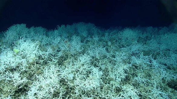 Dichte Felder von Lophelia pertusa, einer riffbildenden Koralle, sind auf den H&uuml;geln des Blake-Plateaus zu finden. - &copy; NOAA Ocean Exploration, Windows to the Deep 2019/dpa