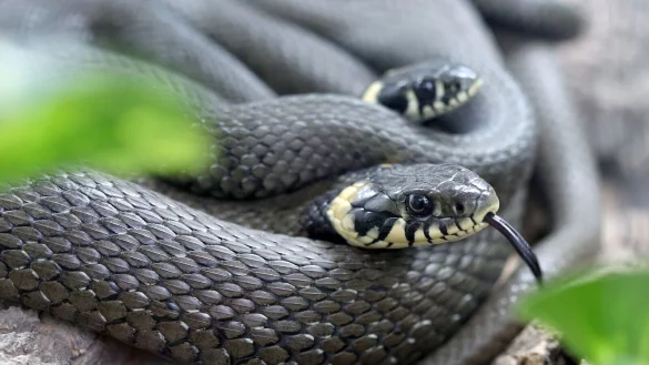 Zwei Ringelnattern liegen in einem Terrarium von Schlangenbesitzer Thomas Mumm ineinandergedreht zusammen. - &copy; Roland Weihrauch/dpa/Archivbild