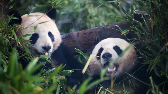 Pandab&auml;ren ern&auml;hren sich am liebsten von Bambus. - &copy; Sebastian Gollnow/dpa
