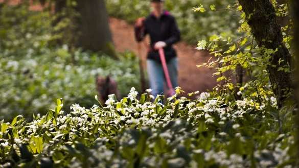 Sch&ouml;n anzusehen, aber f&uuml;r Hunde und Pferde giftig: B&auml;rlauch. - &copy; Frank Rumpenhorst/dpa