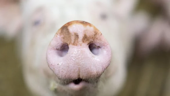 Ein Schwein steht in einem Stall. - &copy; Friso Gentsch/dpa