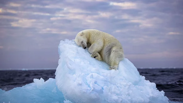 Da muss man schon Eisb&auml;r sein, um hier im norwegischen Svalbard-Archipel so gem&uuml;tlich schlummern zu k&ouml;nnen. Das Foto von Nima Saikhani hat den Publikumspreis des Wettbewerbs &laquo;Wildlife Photographer of The Year&raquo; des Londoner Natural History Museums gewonnen. - &copy; Nima Sarikhani/Wildlife Photographer of the Year /PA Media/dpa
