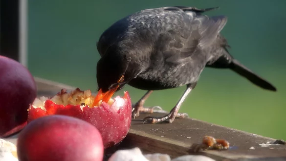Weichfutterfresser wie Amseln freuen sich im Winter auch &uuml;ber Obst. - &copy; Roland Weihrauch/dpa/dpa-tmn