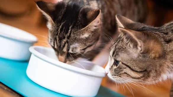 Katzen brauchen gutes Futter, um gesund zu bleiben. Das muss gar nicht das teuerste sein. - &copy; Franziska Gabbert/dpa-tmn/dpa