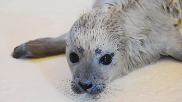 Der kleine Heuler Bosse ist als erster Heuler der diesj&auml;hrigen Geburtensaison in der Seehundstation Friedrichskoog aufgenommen worden. - &copy; Seehundstation Friedrichskoog/dpa