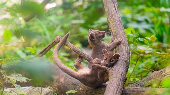 Der Duisburger Zoo hat Nachwuchs bekommen, der vom Aussterben bedroht ist. - &copy; Zoo Duisburg/M. Appel/dpa