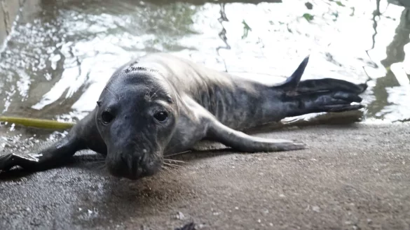 Das gerettete Robbenbaby lebt nun vorerst in einem Gehege im Hamburger Schwanenquartier. - &copy; Frank Br&uuml;ndel/dpa