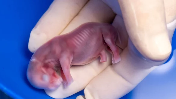 Ein durch k&uuml;nstliche Befruchtung erzeugter Embryo eines s&uuml;dlichen Breitmaulnashorns. - &copy; Jon A. Juarez/Conservation and Research Fund e.V./dpa