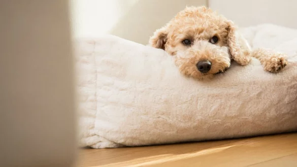 Mit einem kleinen K&ouml;rbchen oder einer vertrauten Decke, bekommt der Hund im fremden Umfeld einen eigenen R&uuml;ckzugsort. - &copy; Christin Klose/dpa-tmn/dpa