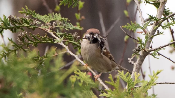 Feldsperling mit Nistmaterial: Sowohl das Entfernen als auch das Zur&uuml;ckschneiden von Hecken sind zum Schutz von Wildtieren vom 1. M&auml;rz bis zum 30. September verboten. - &copy; Andrea Warnecke/dpa-tmn/dpa